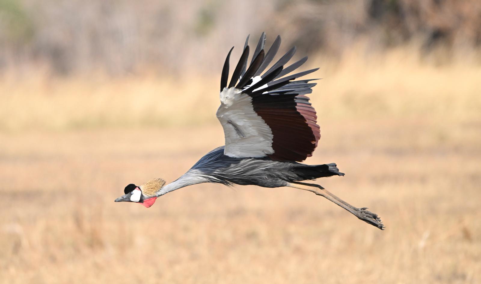 Wildlife 8