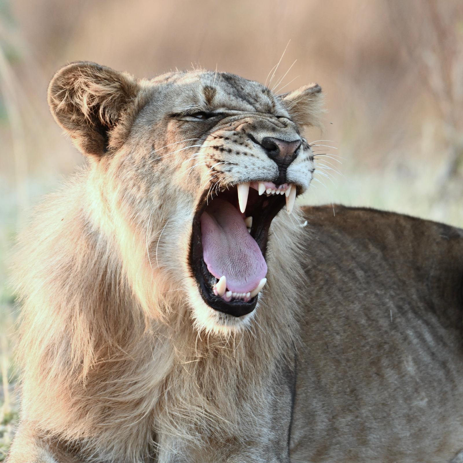 Wildlife 11