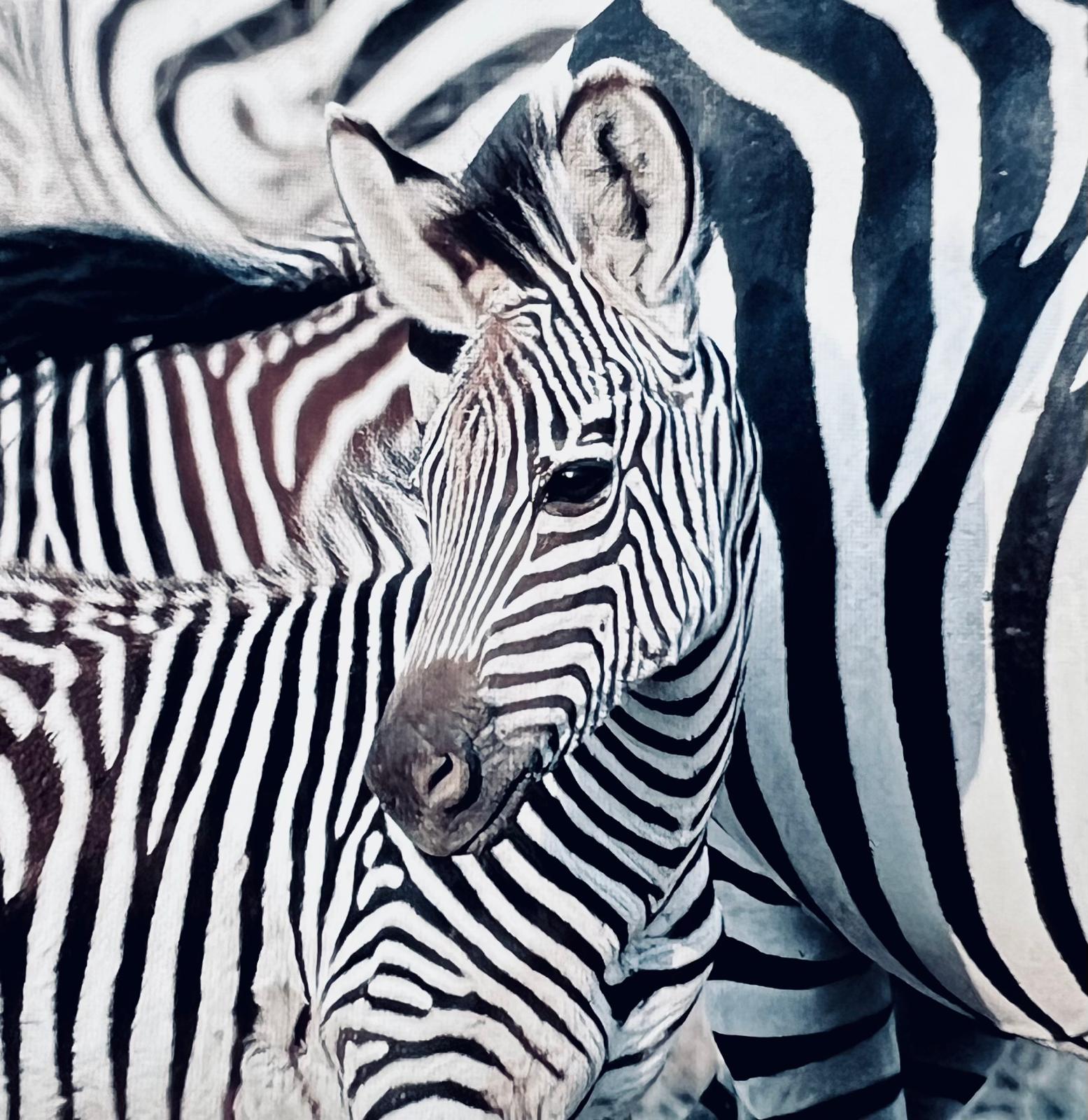 Wildlife 13