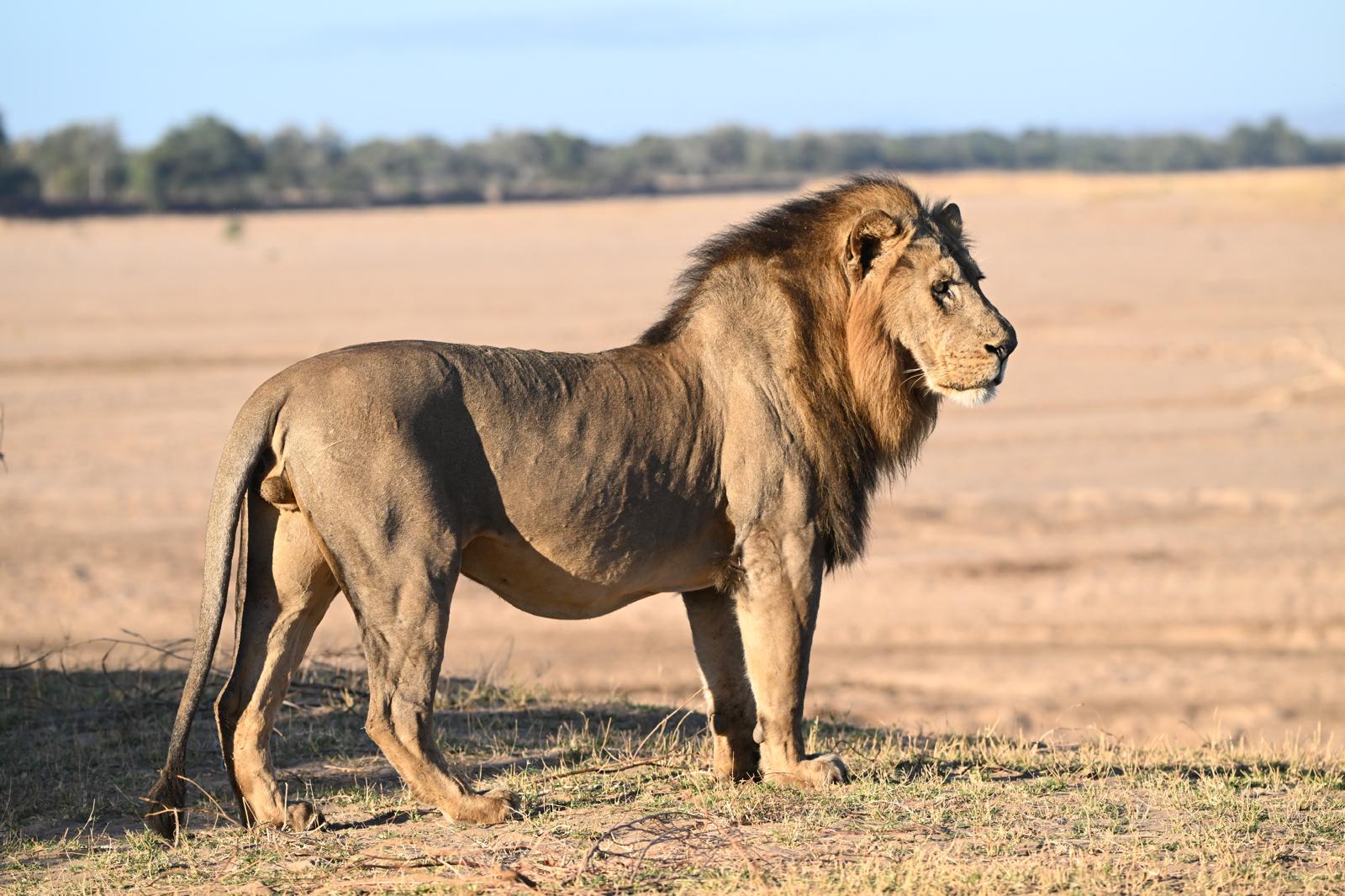Wildlife 6