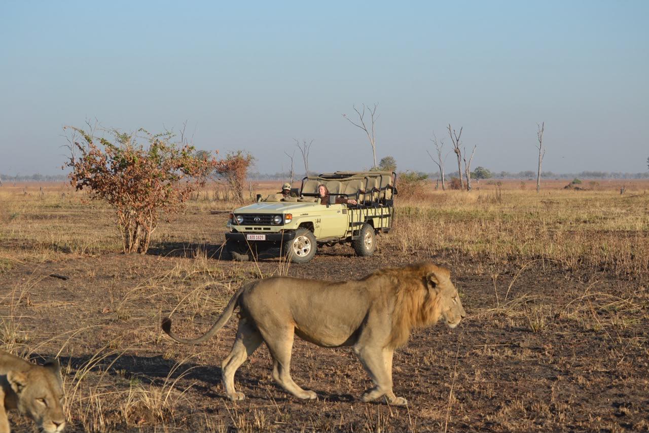 Wildlife viewing
