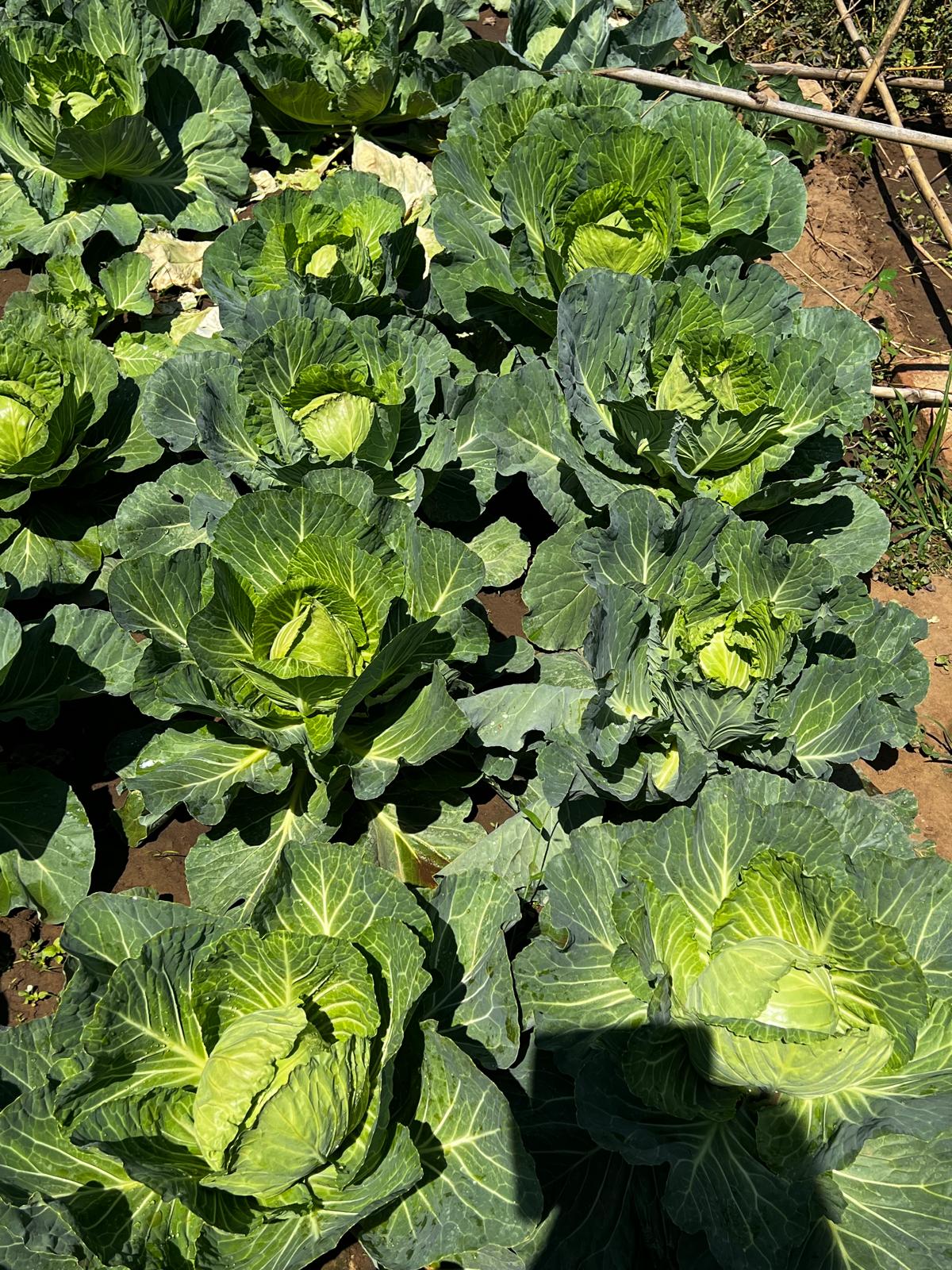 Organic garden